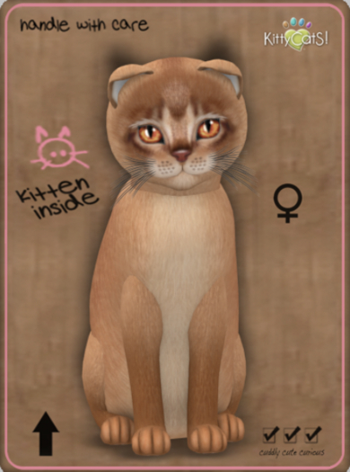 KittyCatS Box - Abyssinian - Cinnamon Female