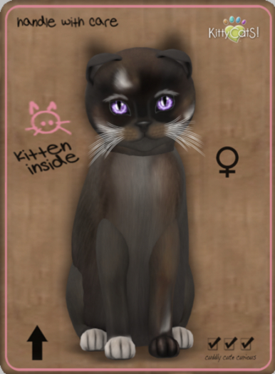 KittyCatS Box - Genesis - Coco III Female