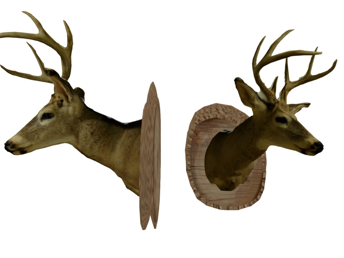 Trophy Deer Head