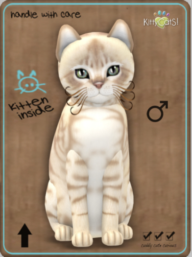 KittyCatS Box - Australian Mist - Fawn Male