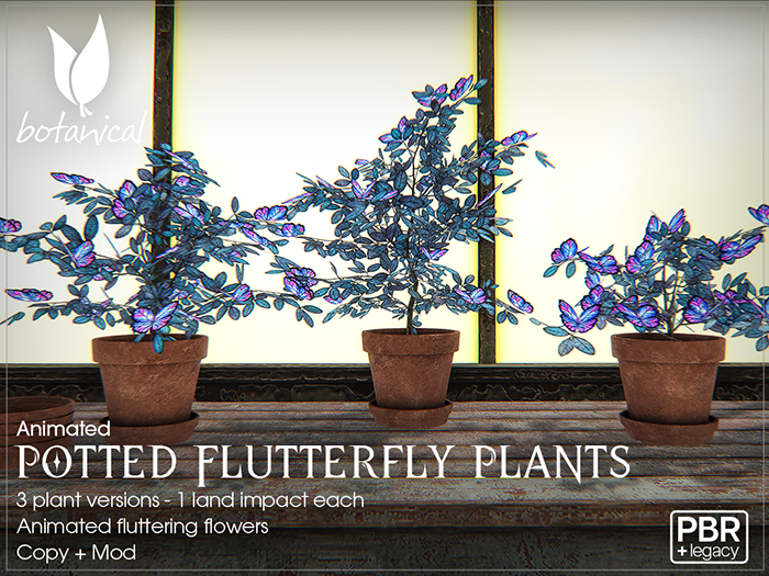 Potted Flutterfly Plants