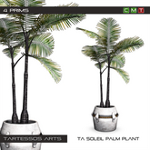 ::TA Soleil Palm Plant