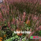 Heather Field Orange