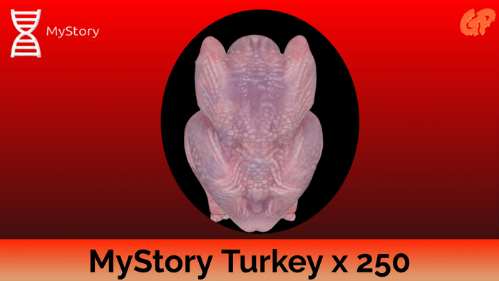 MyStory Turkey x 250