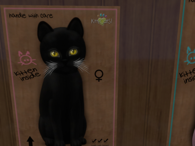 KittyCatS Box - New Born Kitten