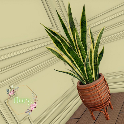 flory. - Sansevieria Plant