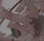 Potted: STROKES OF PINK Breedable ivy Plant Seed