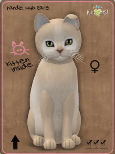 KittyCatS Box - Pandie - Fawn Female