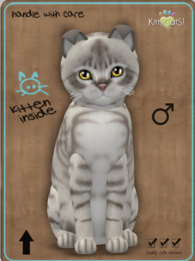 KittyCatS Box - Australian Mist - Blue Marble Male