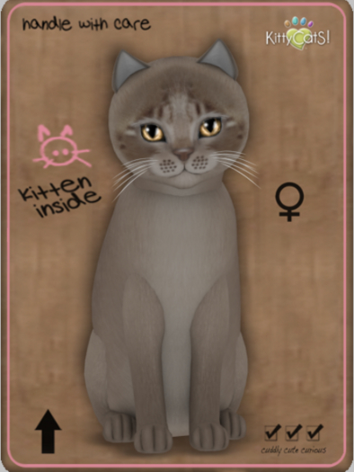 KittyCatS Box - Genesis - Mocha Teacup Female
