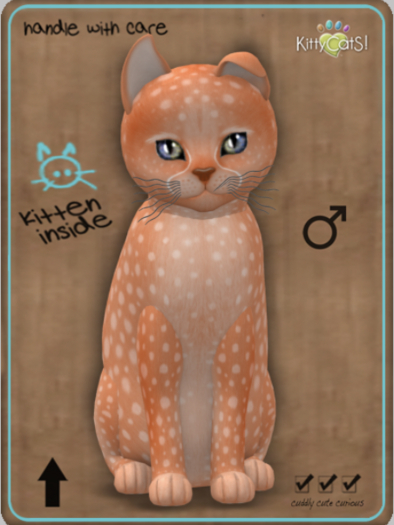 KittyCatS Box - Cheetah! - Tangerine Male