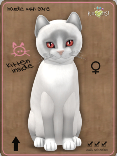 KittyCatS Box - Snowshoe - Lilac Female