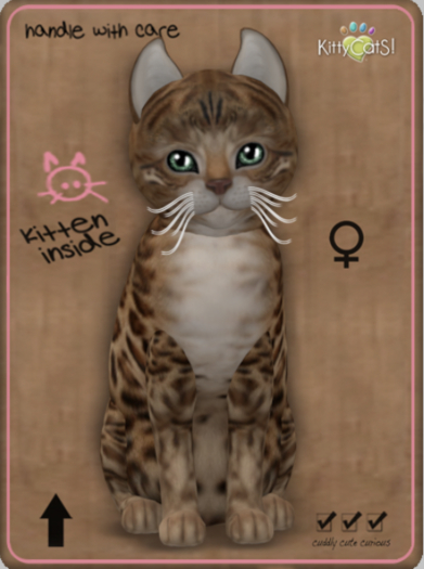 KittyCatS Box - Bengal - Sorell Female