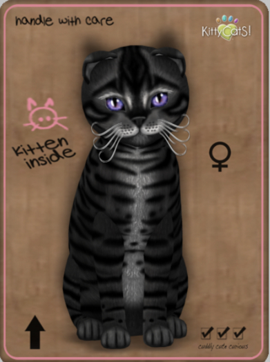 KittyCatS Box - Toyger - Coal Female