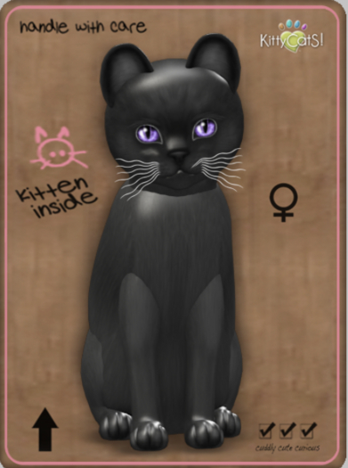 KittyCatS Box - Burmese - Blue Female