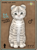 KittyCatS Box - Toyger - Snow Male