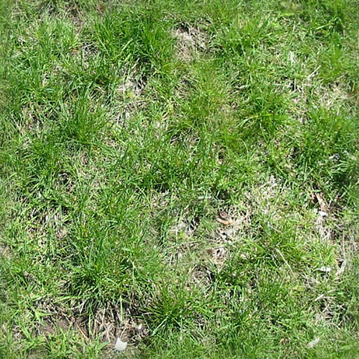 Flra:Grs: grass1