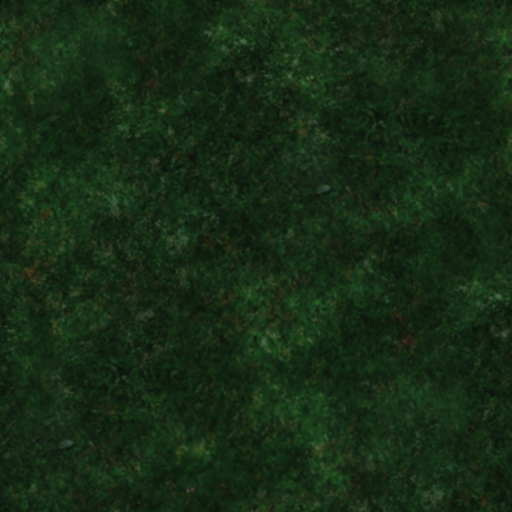 Flra:Grs: grasstexture39