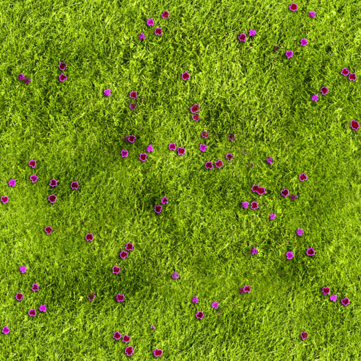Texture - Grass 04