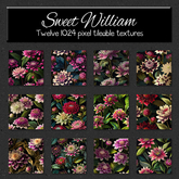 *Wallflowers* Sweet William