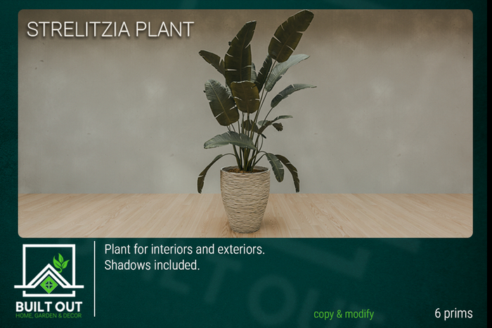  "BUILT OUT" STRELITZIA PLANT