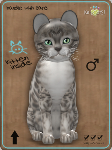 KittyCatS Box - Bengal - Snow Male