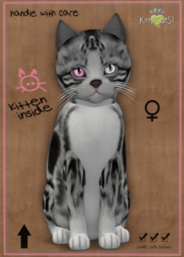 KittyCatS Box -♀ New Born Kitten (7 Traits)