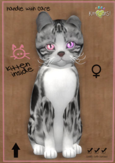 KittyCatS Box -♀ New Born Kitten (9 Traits)