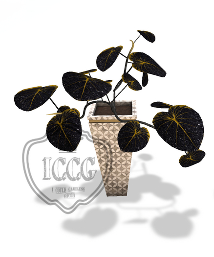 Potted ~ LE Coat Tails Philodendron Pot - Cosmo w/LE Let's Dance Seed (Gold Level)