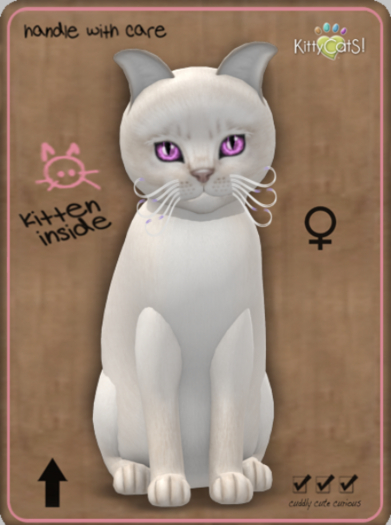 KittyCatS Box - Abyssinian - Creme Female