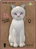 KittyCatS Box - Abyssinian - Creme Female