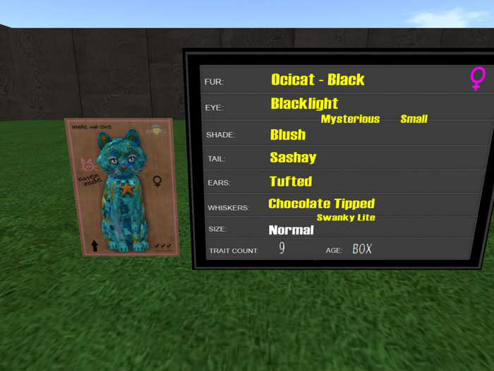 KittyCatS Box - New Born Kitten