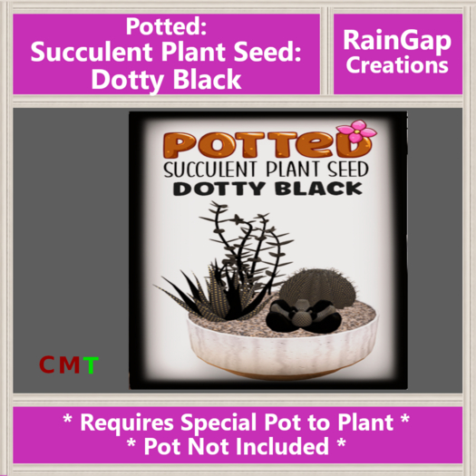 Potted: Succulent Plant Seed: Dotty Black ACTUAL ITEM