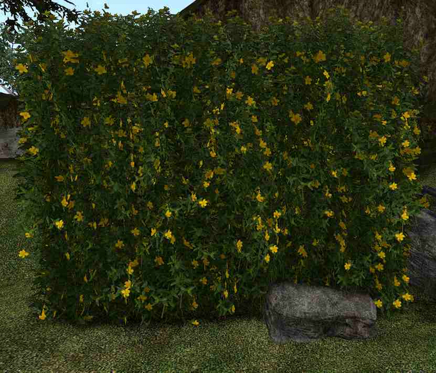 st johns wort Hedge Tall