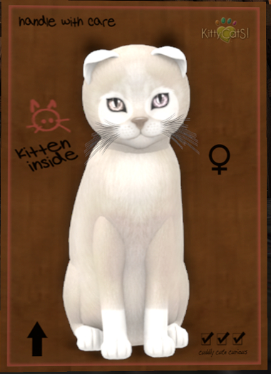 KittyCatS Box - New Born Kitten Pandie - Platinum