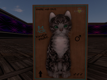 KittyCatS Box - New Born Kitten Bengal - Charcoal