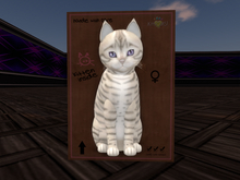 KittyCatS Box - New Born Kitten Toyger - Snow RockAmethyst