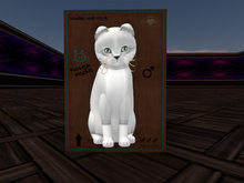KittyCatS Box - New Born Kitten Foxie - Snow RockTurquoise