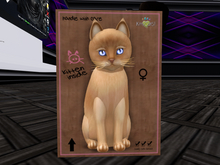 KittyCatS Box - New Born Kitten Burmese - Flame HuckleBerry