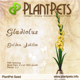 PlantPet Seed [Gladiolus *Golden Jubilee*]