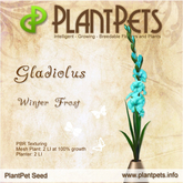 PlantPet Seed [Gladiolus *Winter Frost*]
