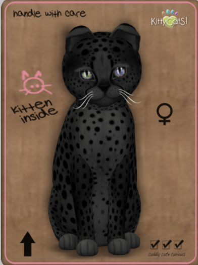KittyCatS Box - Cheetah! - Exotic Black Female