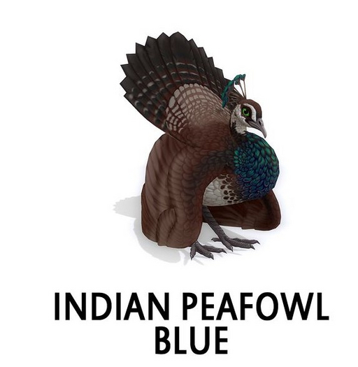 Nest#Peahen#Indian Peafowl#Blue