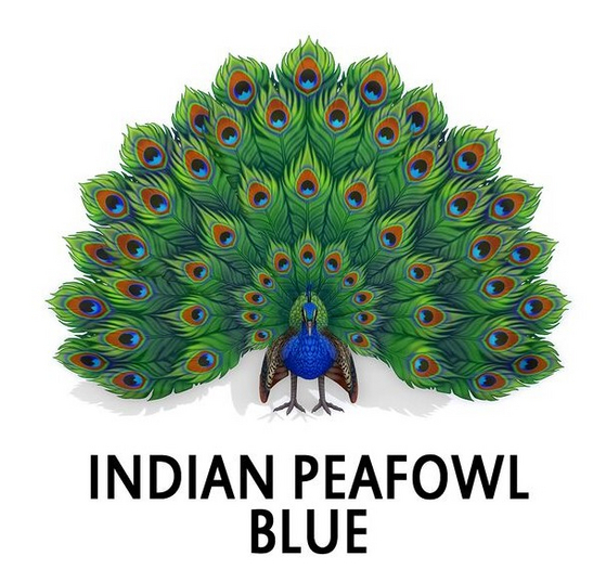 Nest#Peacock#Indian Peafowl#Blue