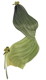 The Annex - Briony Silks - Green