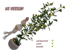 KS Design: Climbing roses and canaries (anim\sound) #3