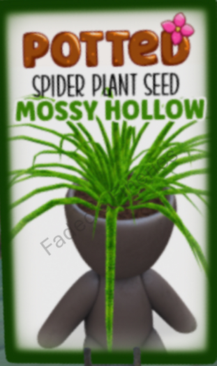 Potted: Spider Seed: Mossy Hollow
