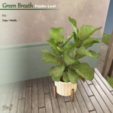 MMM-Green Breath-Fiddle Leaf(add)