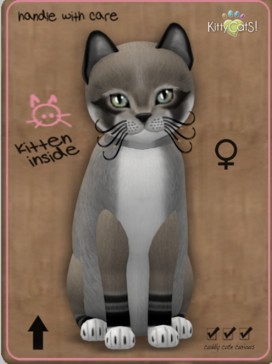 KittyCatS Box - Foxie - Dusty Slate Female