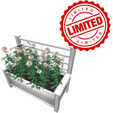 Arbor Planter Daisies